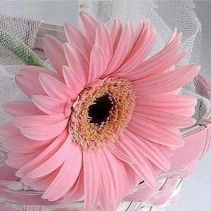 Meet your Posher, Sofia